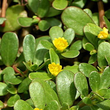 Portulaca Oleracea ssp Sativa L. -. Porcellana comune